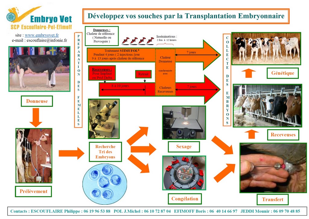 transfert embryonnaire bovin